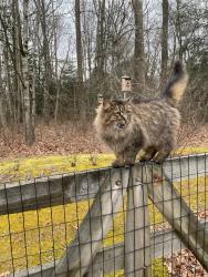 Found/Stray Unknown Cat last seen Phillips Hill ests, Millsboro, DE 19966
