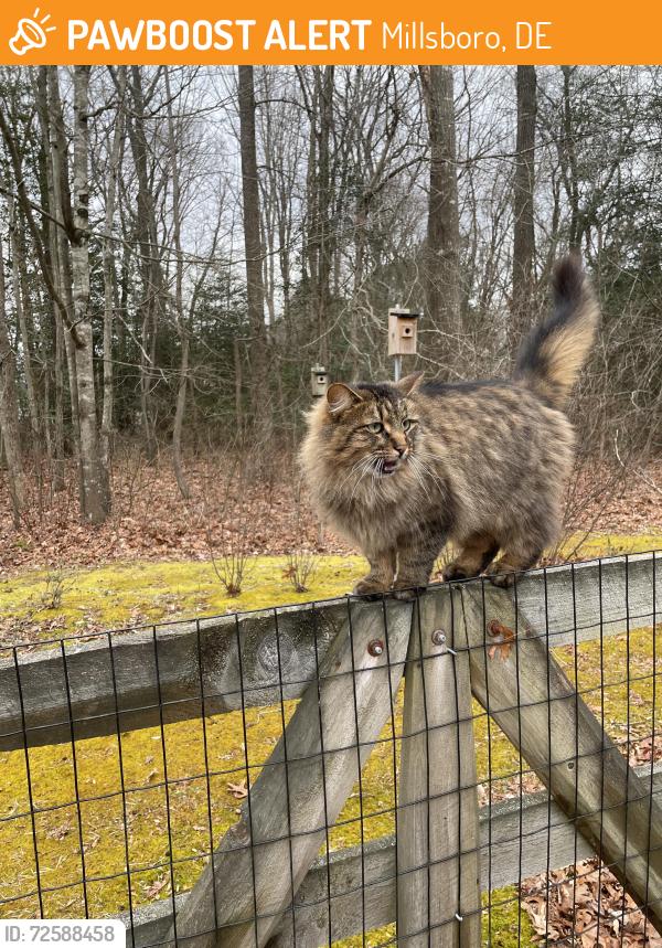 Found/Stray Unknown Cat last seen Phillips Hill ests, Millsboro, DE 19966