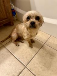 Found/Stray Male Dog last seen Lakes of River Trails North, Hurst, TX 76053