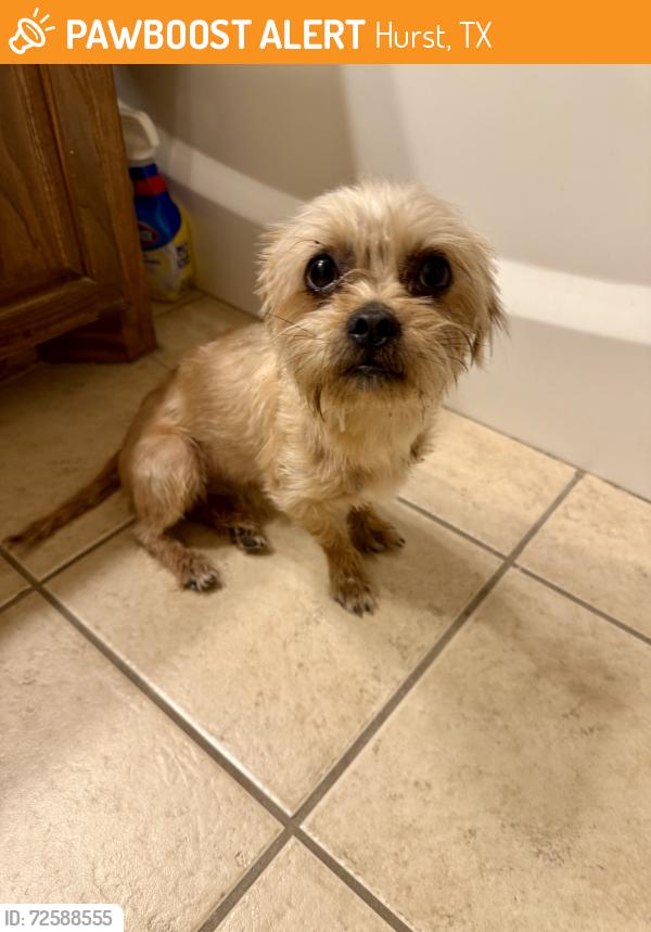 Found/Stray Male Dog last seen Lakes of River Trails North, Hurst, TX 76053