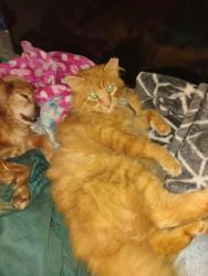 Lost Male Cat last seen Park st , Tacoma, WA 98408