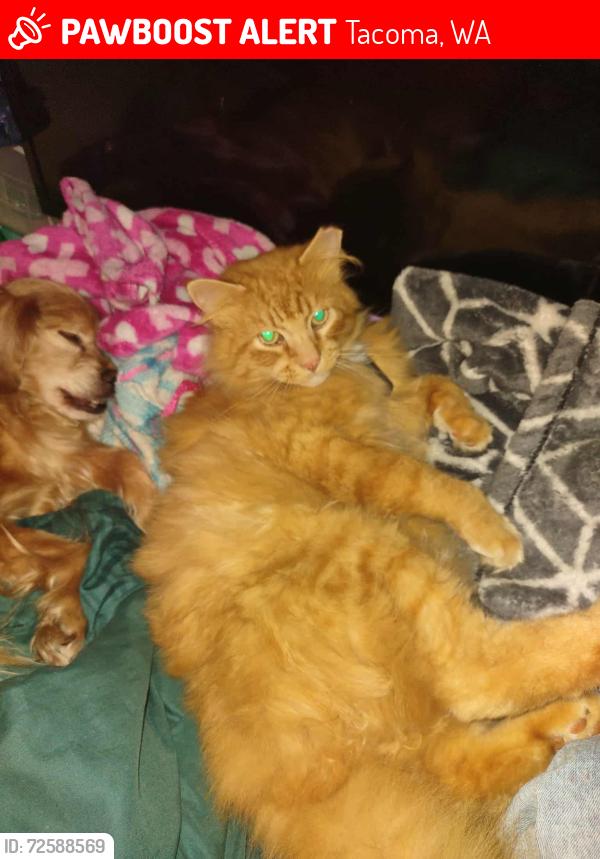 Lost Male Cat last seen Park st , Tacoma, WA 98408
