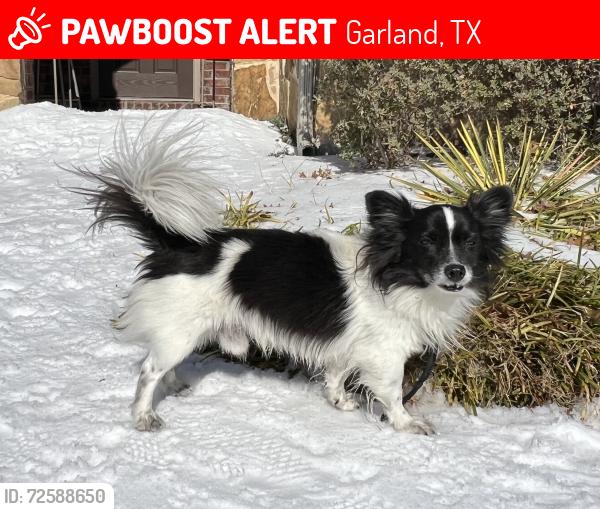 Lost Male Dog last seen Bechtol street, Garland, Tx 75042, Garland, TX 75042