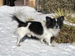 Lost Male Dog last seen Bechtol street, Garland, Tx 75042, Garland, TX 75042