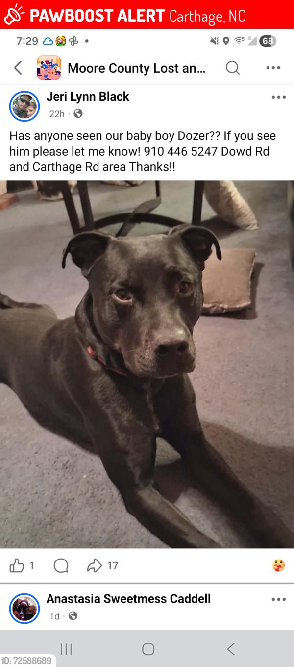 Lost Male Dog last seen Dowd Rd and Carthage Rd, Carthage, NC 28327