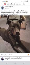 Lost Male Dog last seen Dowd Rd and Carthage Rd, Carthage, NC 28327