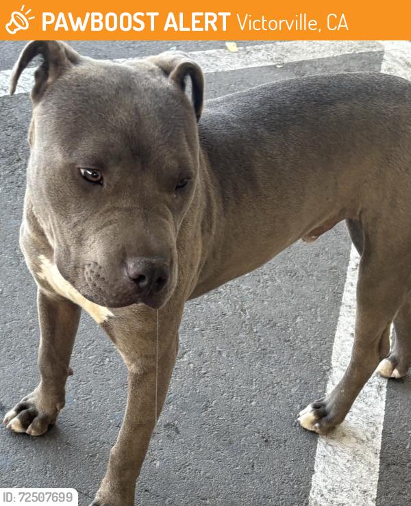 Found/Stray Male Dog last seen Bear valley and Balsam, Victorville, CA 92395