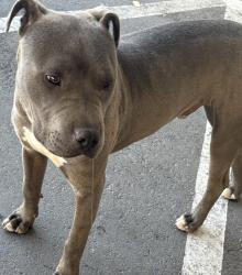 Found/Stray Male Dog last seen Bear valley and Balsam, Victorville, CA 92395