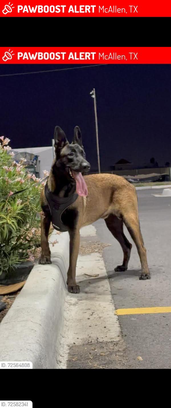 Lost Male Dog last seen north main st and Vine are McAllen Texas 78501 , McAllen, TX 78501
