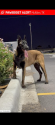 Lost Male Dog last seen north main st and Vine are McAllen Texas 78501 , McAllen, TX 78501