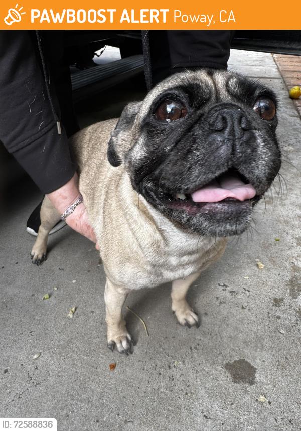 Found/Stray Female Dog last seen Glen circle road , Poway, CA 92064