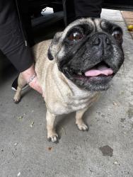 Found/Stray Female Dog last seen Glen circle road , Poway, CA 92064
