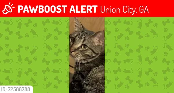 Lost Male Cat last seen Alexander St., Union City, GA., Union City, GA 30291