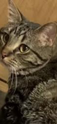 Lost Male Cat last seen Alexander St., Union City, GA., Union City, GA 30291