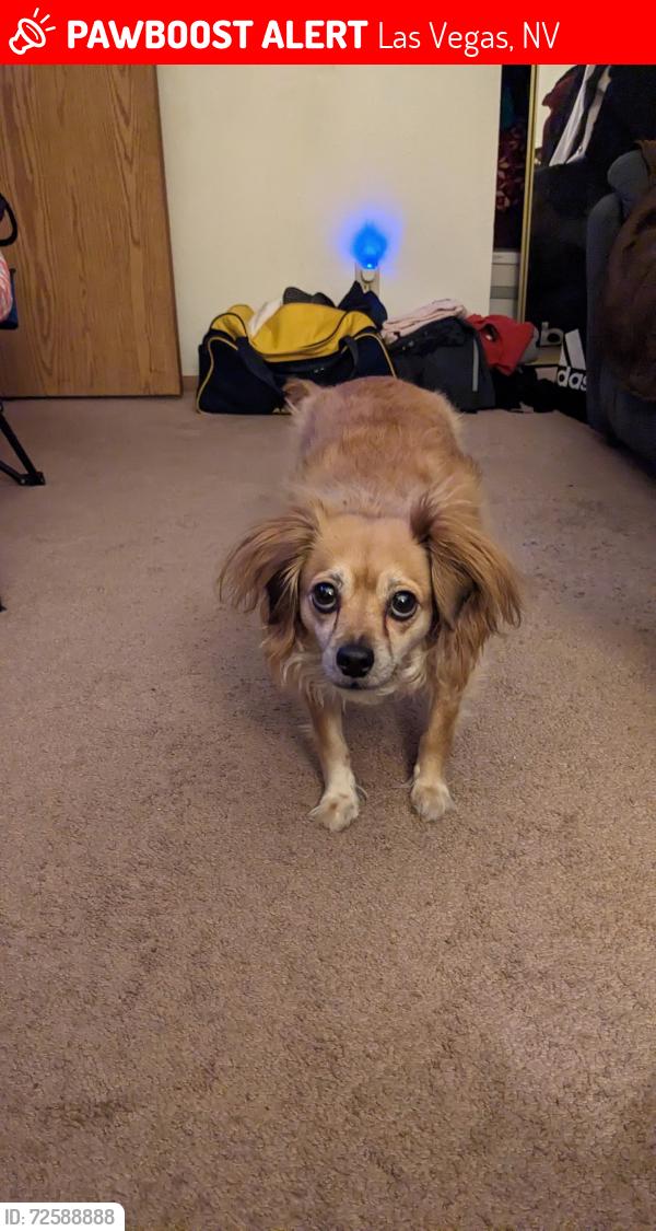 Lost Female Dog last seen Washington and Owens , Las Vegas, NV 89110