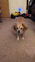 Lost Female Dog last seen Washington and Owens , Las Vegas, NV 89110