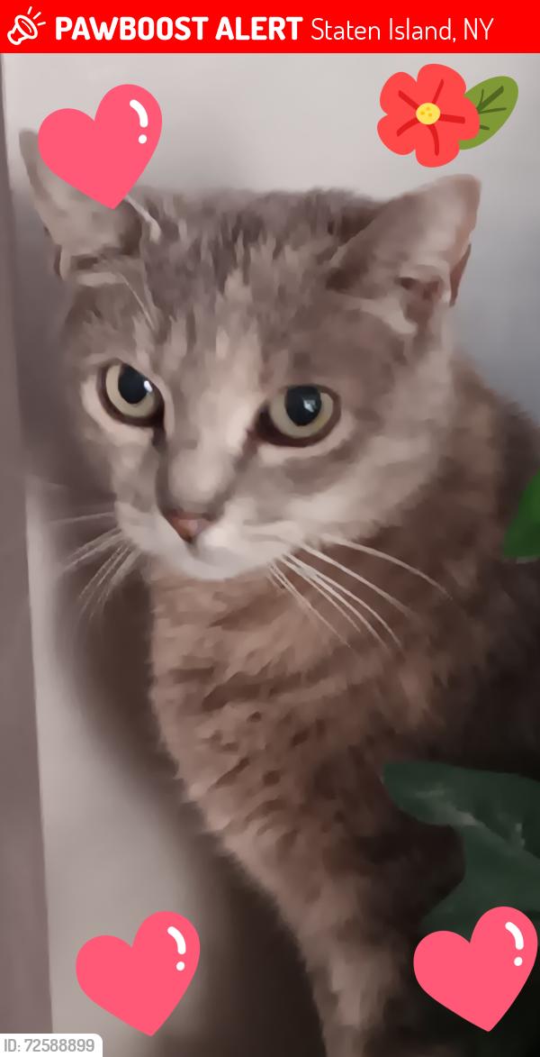 Lost Female Cat last seen DEXTER AVENUE , Staten Island, NY 10309