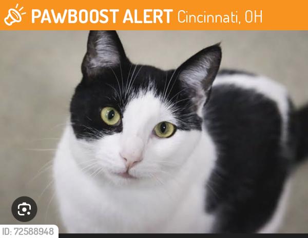Found/Stray Unknown Cat last seen Cincinnati Sportsclub, Cincinnati, OH 45227