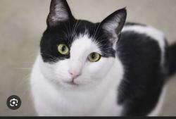 Found/Stray Unknown Cat last seen Cincinnati Sportsclub, Cincinnati, OH 45227