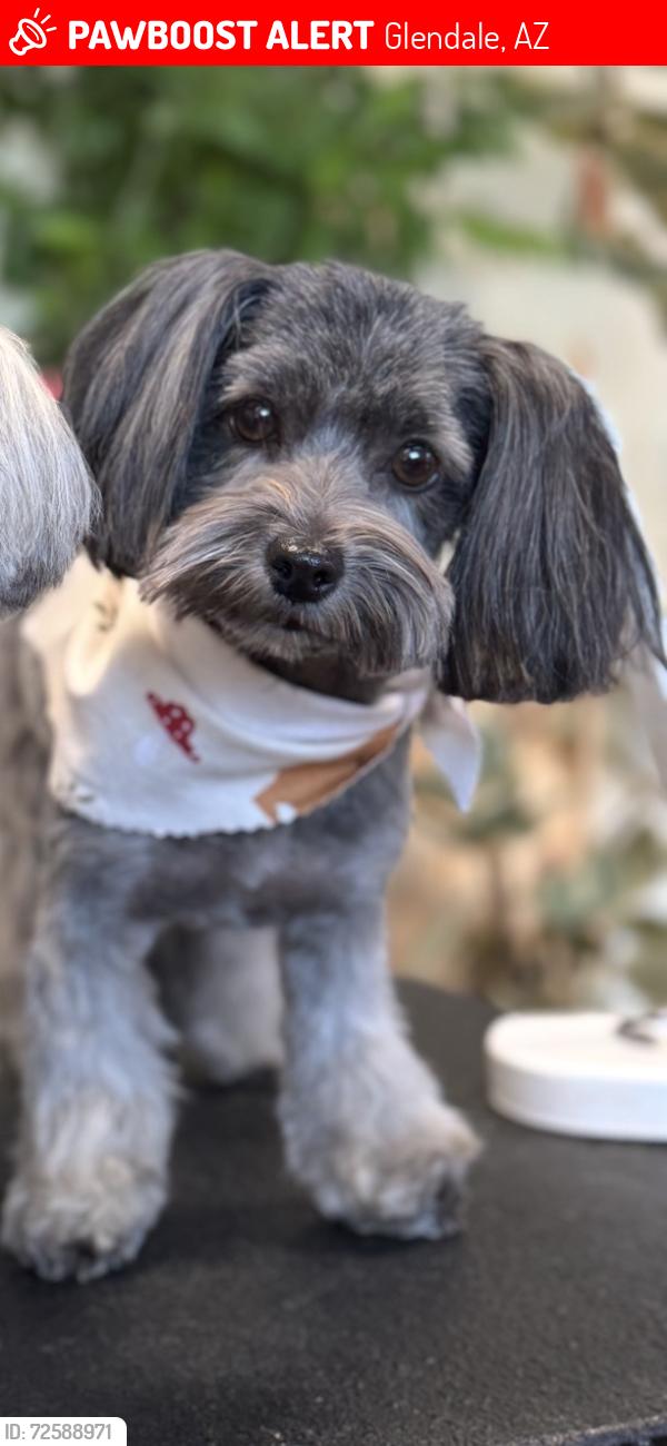 Lost Female Dog last seen Near N 91st Ave Glendale, AZ  85305 United States, Glendale, AZ 85305