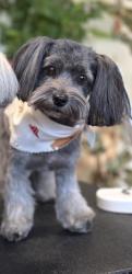 Lost Female Dog last seen Near N 91st Ave Glendale, AZ  85305 United States, Glendale, AZ 85305