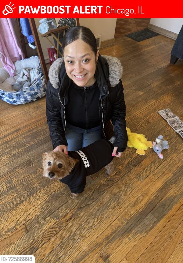 Lost Male Dog last seen Near N Rutherford ave, Chicago, IL 60634