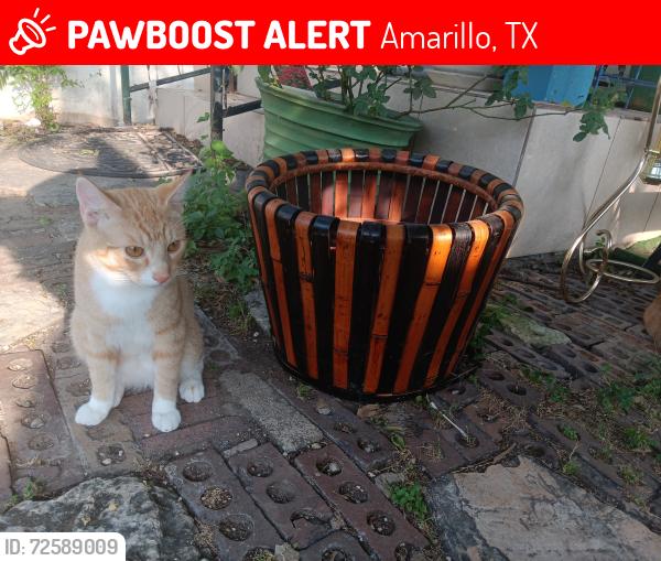 Lost Male Cat last seen North amarillo , Amarillo, TX 79108