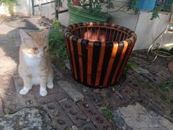 Lost Male Cat last seen North amarillo , Amarillo, TX 79108