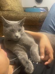 Lost Male Cat last seen Oak Island , San Antonio, TX 78250