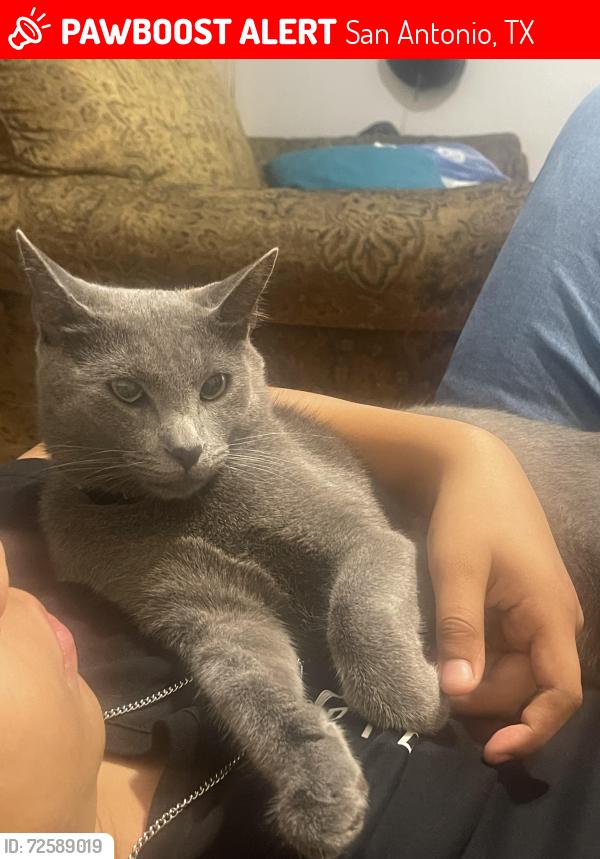 Lost Male Cat last seen Oak Island , San Antonio, TX 78250