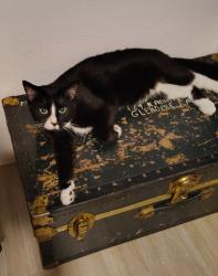 Lost Male Cat last seen momterey and Colima, La Quinta, CA 92253