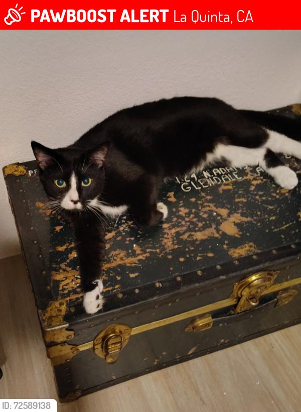 Lost Male Cat last seen momterey and Colima, La Quinta, CA 92253