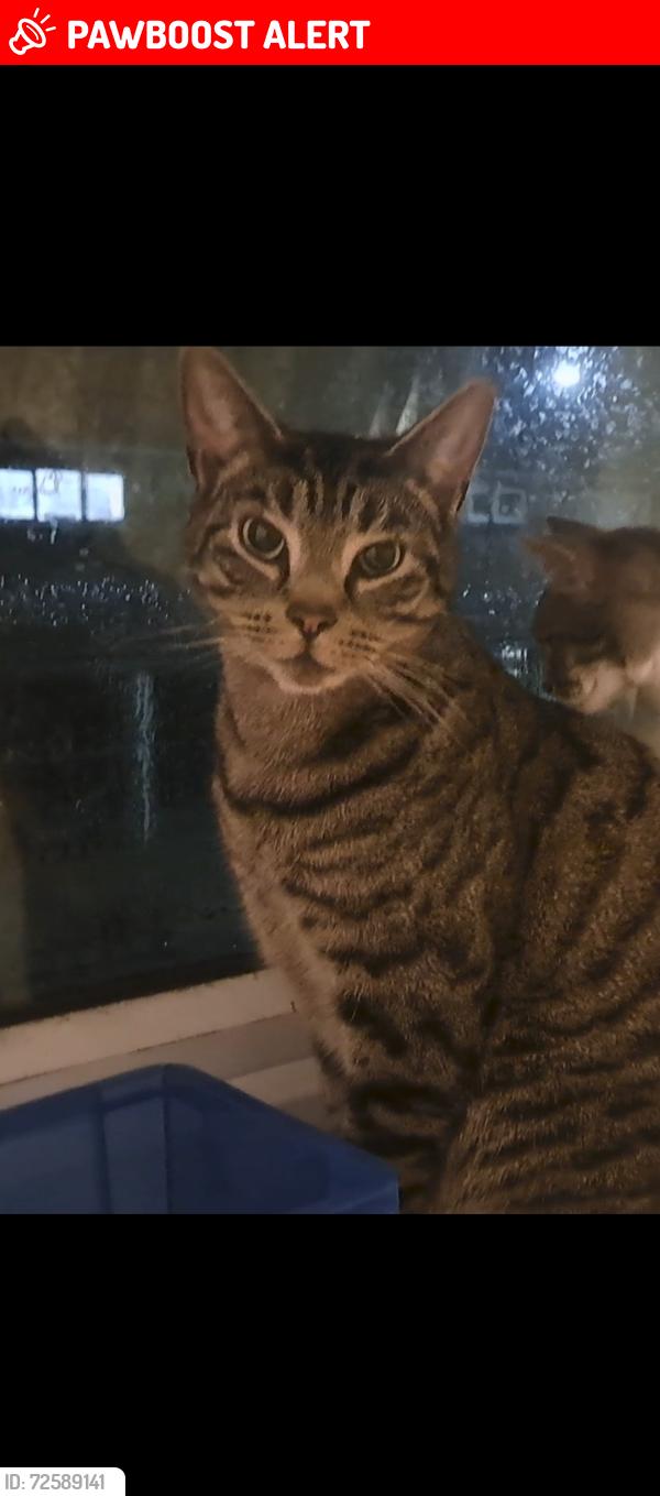 Lost Male Cat last seen Folkestone Road, Greater London, England N18 2ER
