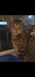 Lost Male Cat last seen Folkestone Road, Greater London, England N18 2ER