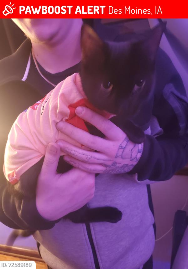 Lost Female Cat last seen 47th and aurora , Des Moines, IA 50310