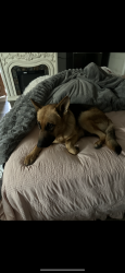 Lost Female Dog last seen Willow and Eucalyptus Ave., Long Beach, CA 90806