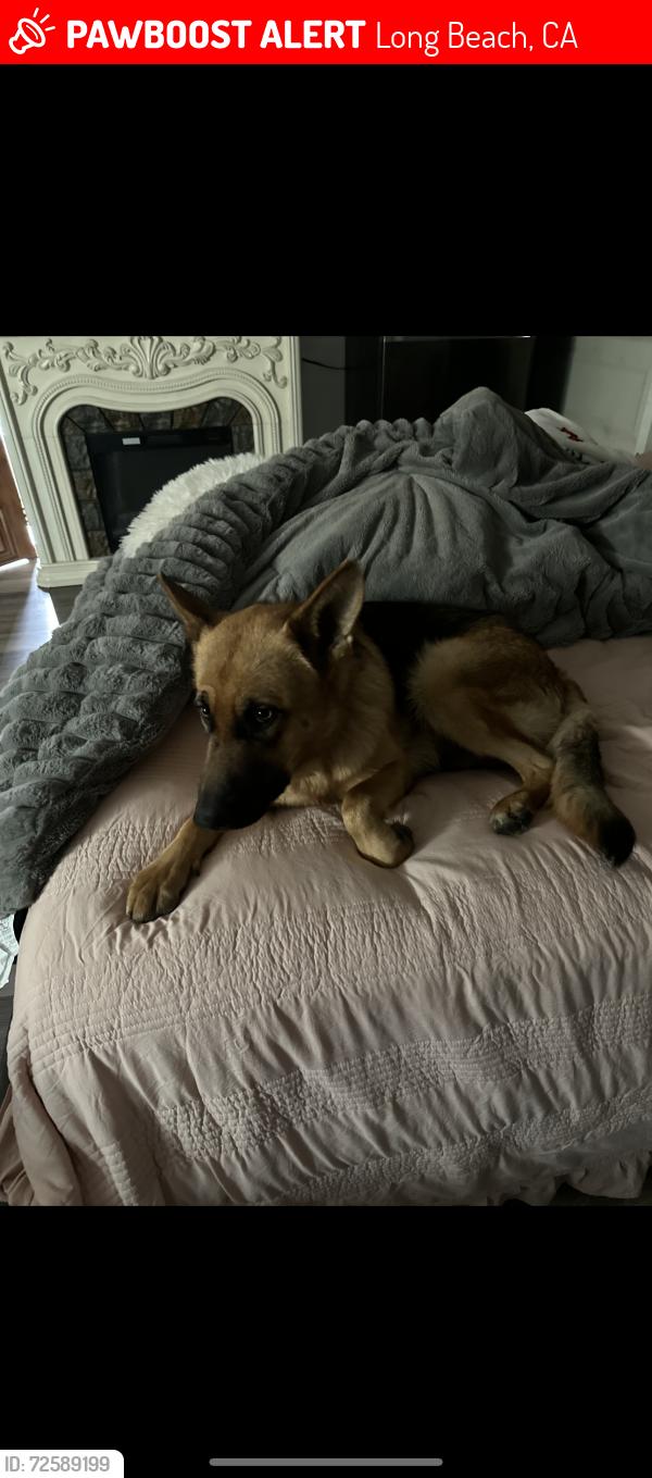 Lost Female Dog last seen Willow and Eucalyptus Ave., Long Beach, CA 90806