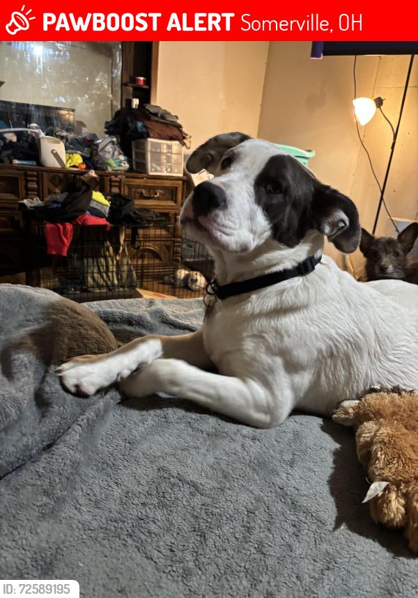 Lost Male Dog last seen Northern Rd, Somerville, OH 45064