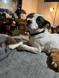 Lost Male Dog last seen Northern Rd, Somerville, OH 45064