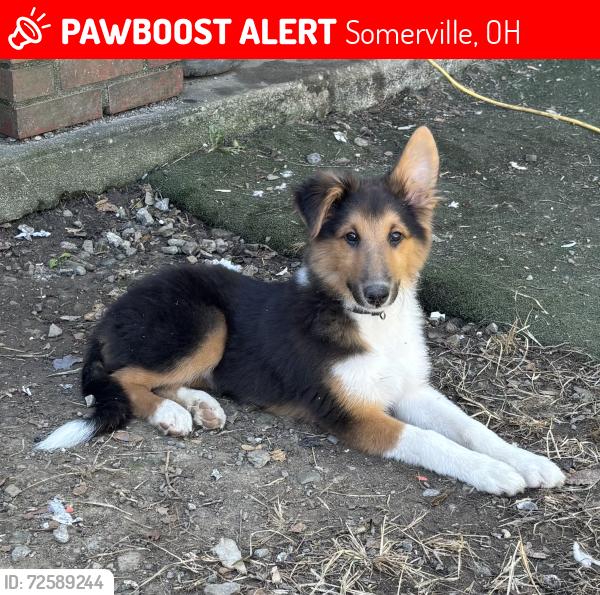 Lost Male Dog last seen Northern Rd, Somerville, OH 45064