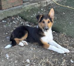 Lost Male Dog last seen Northern Rd, Somerville, OH 45064