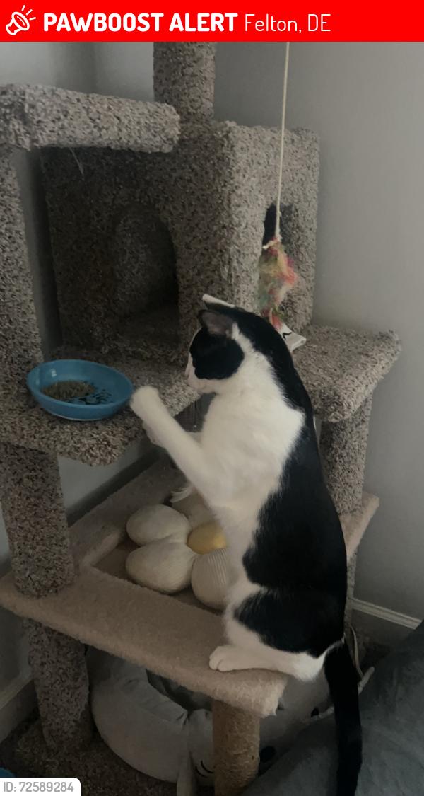 Lost Male Cat last seen Peachbasket rd felton de, Felton, DE 19943