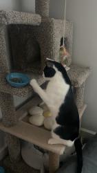 Lost Male Cat last seen Peachbasket rd felton de, Felton, DE 19943