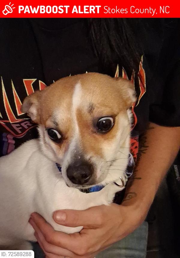 Lost Male Dog last seen hwy 66 Westfield nc 27053, Pinnacle, NC 27043