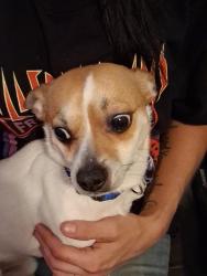 Lost Male Dog last seen hwy 66 Westfield nc 27053, Pinnacle, NC 27043