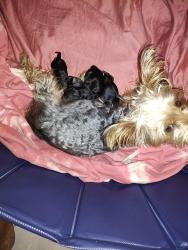 Lost Female Dog last seen North point in Erie, St. Louis, MO 63147