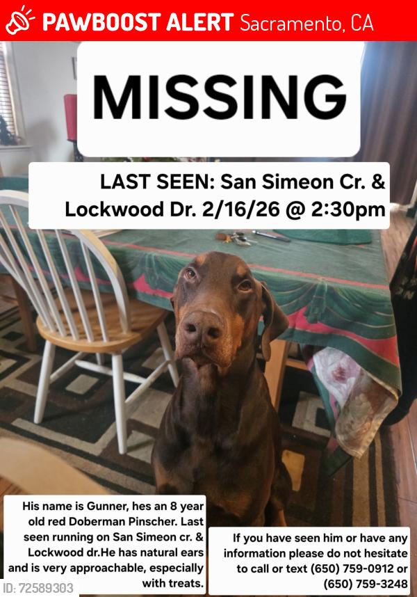 Lost Male Dog last seen San simeon cr, Plumas Lake, CA 95961