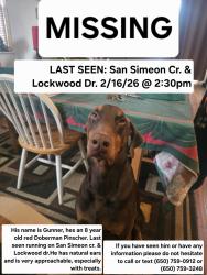 Lost Male Dog last seen San simeon cr, Plumas Lake, CA 95961