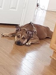 Lost Male Dog last seen Fort Worth street, Grand Prairie, TX 75050