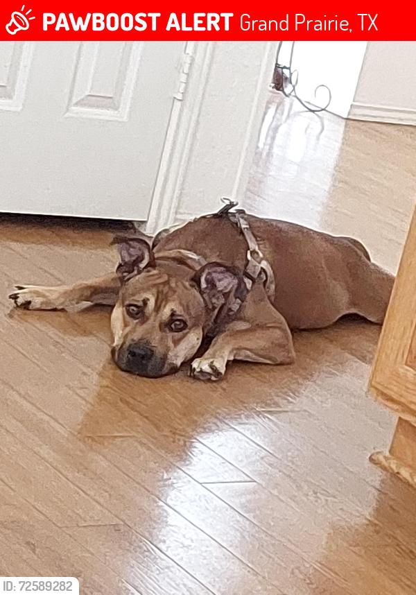 Lost Male Dog last seen Fort Worth street, Grand Prairie, TX 75050